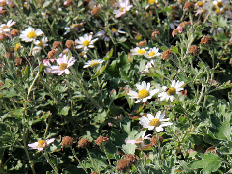 Chrysanthemum crassum