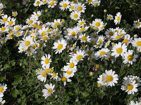 Chrysanthemum crassum