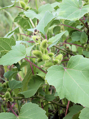 Xanthium occidentale