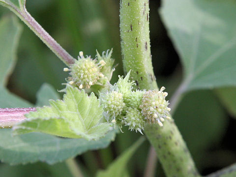 Xanthium occidentale