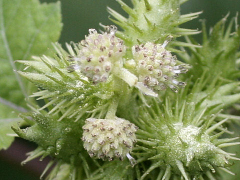 Xanthium occidentale