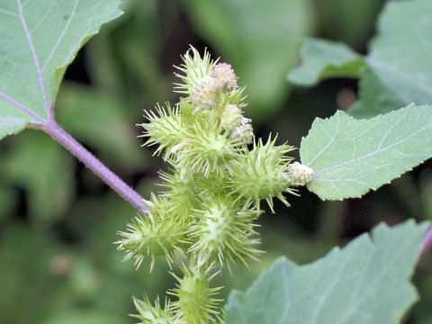 Xanthium occidentale