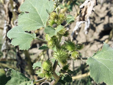 Xanthium occidentale