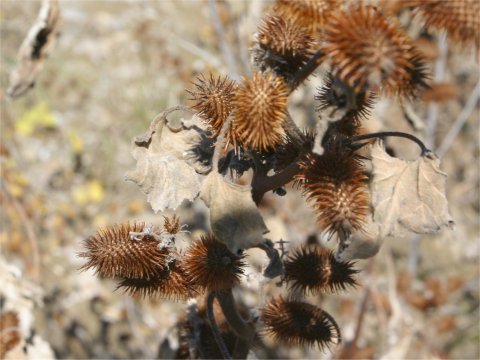 Xanthium occidentale