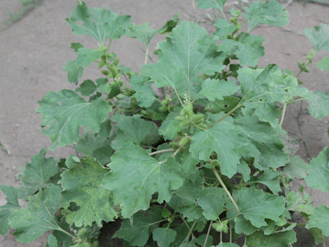 Xanthium occidentale