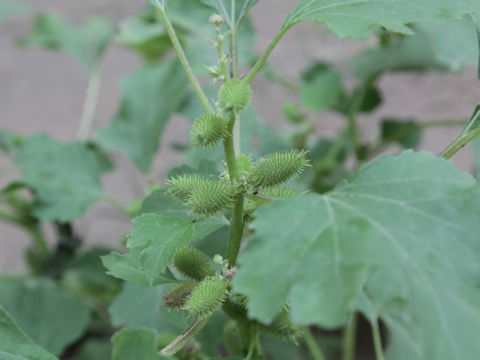 Xanthium occidentale