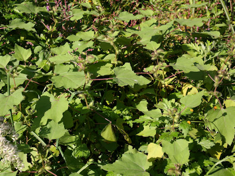 Xanthium occidentale