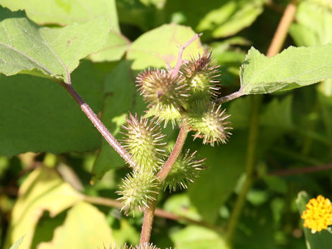 Xanthium occidentale