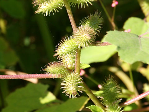 Xanthium occidentale