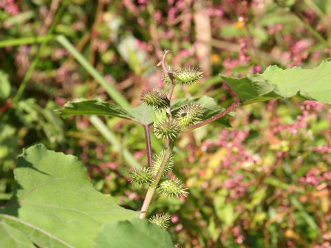 Xanthium occidentale