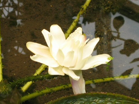 Victoria regia