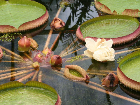 Victoria regia