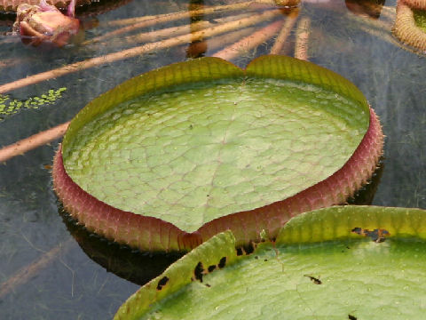 Victoria regia