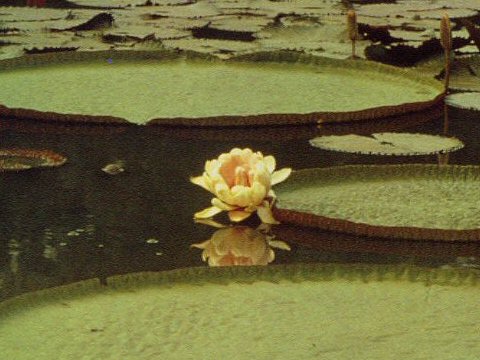 Victoria regia