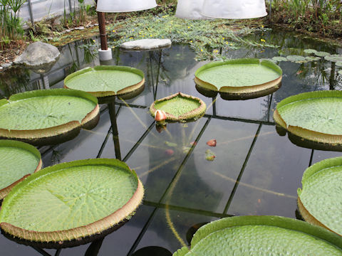 Victoria regia