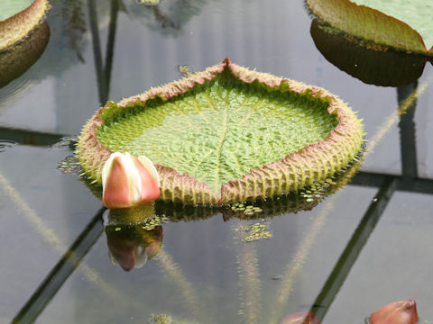 Victoria regia