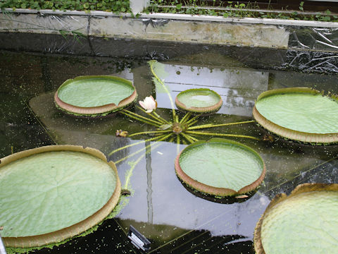 Victoria regia