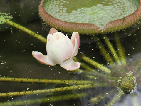 Victoria regia