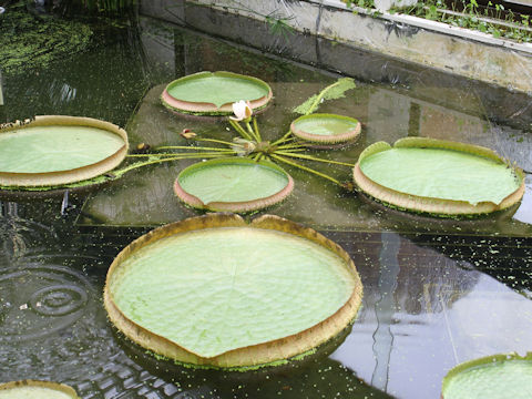 Victoria regia