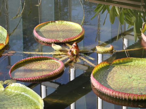 Victoria regia