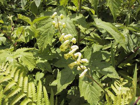 Aconitum gigas var. hondoense