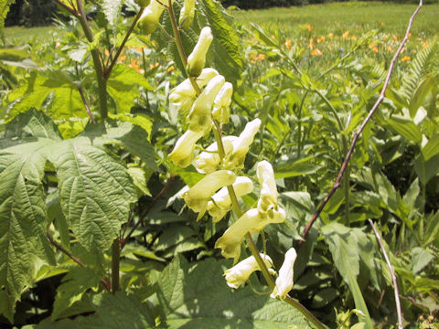 Aconitum gigas var. hondoense