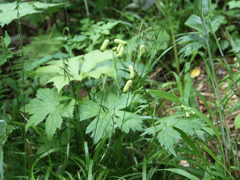 Aconitum gigas var. hondoense