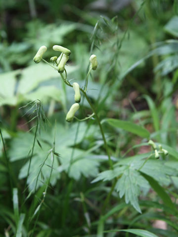 Aconitum gigas var. hondoense