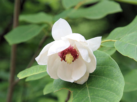 Magnolia sieboldii ssp. japonica