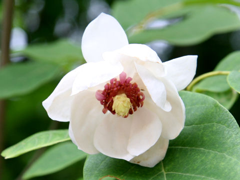 Magnolia sieboldii ssp. japonica