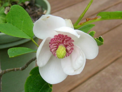 Magnolia sieboldii ssp. japonica