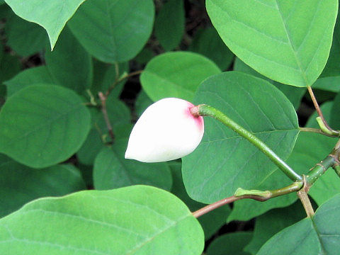 Magnolia sieboldii ssp. japonica