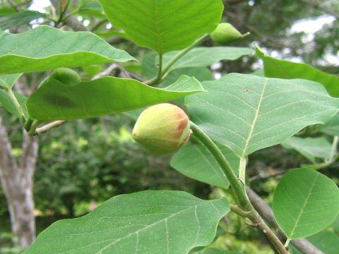 Magnolia sieboldii ssp. japonica