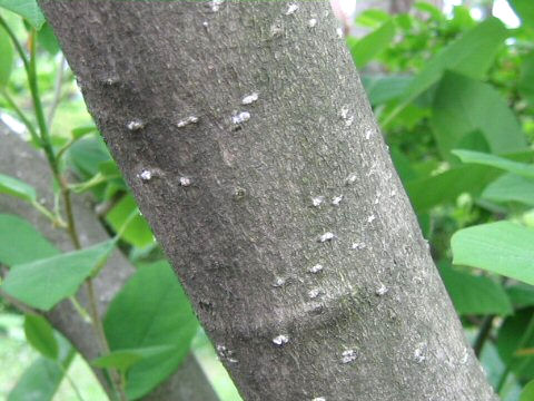 Magnolia sieboldii ssp. japonica
