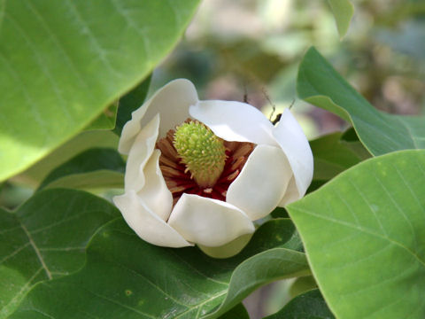 Magnolia sieboldii ssp. japonica