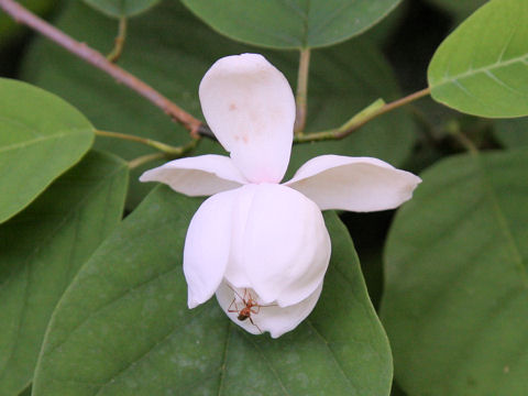 Magnolia sieboldii ssp. japonica