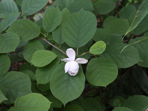 Magnolia sieboldii ssp. japonica