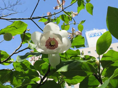 Magnolia sieboldii ssp. japonica