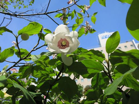 Magnolia sieboldii ssp. japonica