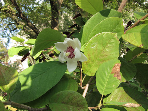 Magnolia sieboldii ssp. japonica