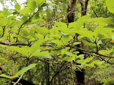 Magnolia sieboldii ssp. japonica