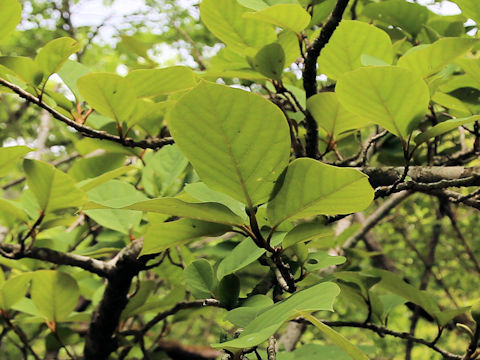 Magnolia sieboldii ssp. japonica