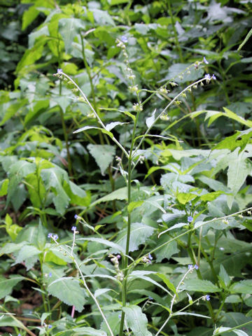 Cynoglossum zeylanicum