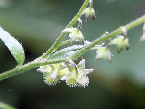 Cynoglossum zeylanicum