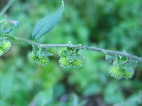 Cynoglossum zeylanicum