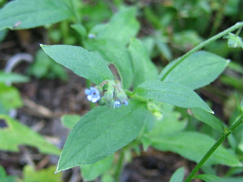 Cynoglossum zeylanicum