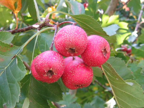 Crataegus pinnatifida