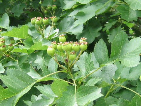 Crataegus pinnatifida