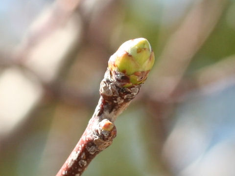 Crataegus pinnatifida