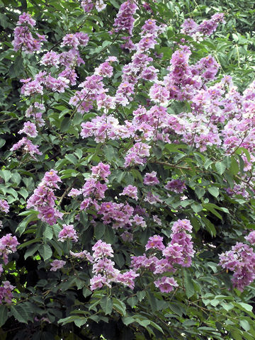 Lagerstroemia speciosa